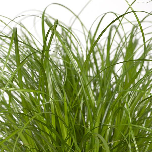 Katzengras – Cyperus alternifolius – Ø12cm x H20cm – Wechselblättriges Zyperngras als Zimmerpflanze – Ungiftig für Katzen – Im Pflanztopf – Direkt aus der Gärtnerei