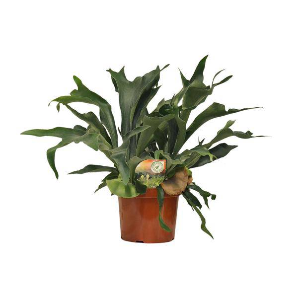 Geweihfarn - Platycerium Bifurcatum - Zimmerpflanze - Ø26cm - ↕80cm