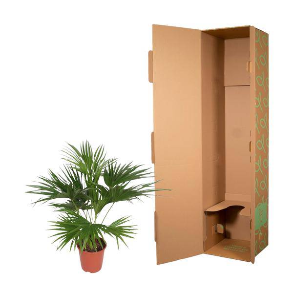 Chinesische Schirmpalme â Livistona Chinensis â Zimmerpflanze â 170cm â Ă27cm â pflegeleichte tropische FĂ€cherpalme fĂŒr Innen und AuĂenÂ