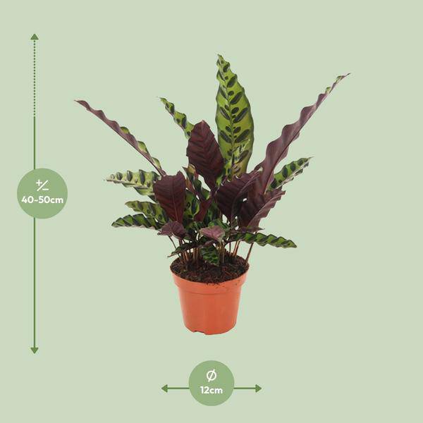 Lanzenblättrige Korbmarante - Calathea Insignis - Zimmerpflanze - Ø12cm - ↕50cm