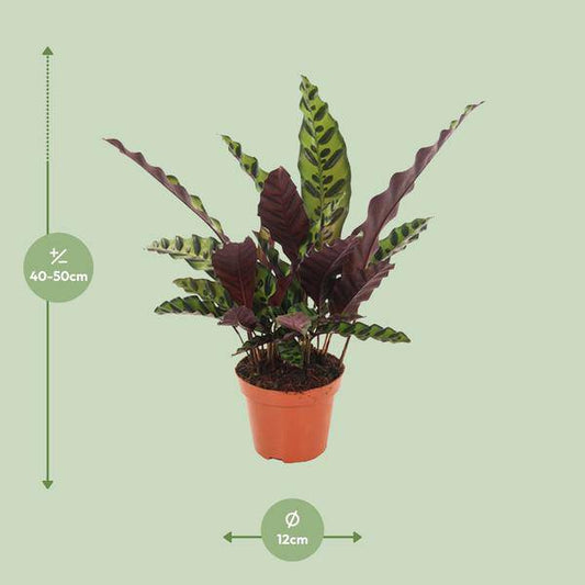 Lanzenblättrige Korbmarante - Calathea Insignis - Zimmerpflanze - Ø12cm - ↕50cm