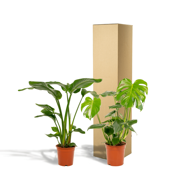 Pflanzenset - Strelitzia Nicolai - Ø19cm - ↕85cm + Monstera Deliciosa - Ø21cm - ↕75cm