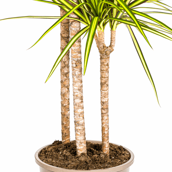 Dracaena Marginata Sonnenstrahl Ø24cm - ↕130 - 150cm