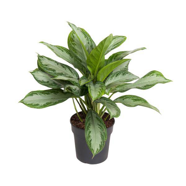 Kolbenfaden - Aglaonema Cutlass - Zimmerpflanze - Ø19cm - ↕60cm