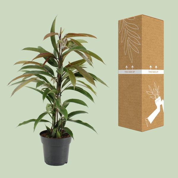 Gummibaum - Ficus Binnendijkii Amstel King - Zimmerpflanze - Ø17cm - ↕70cm