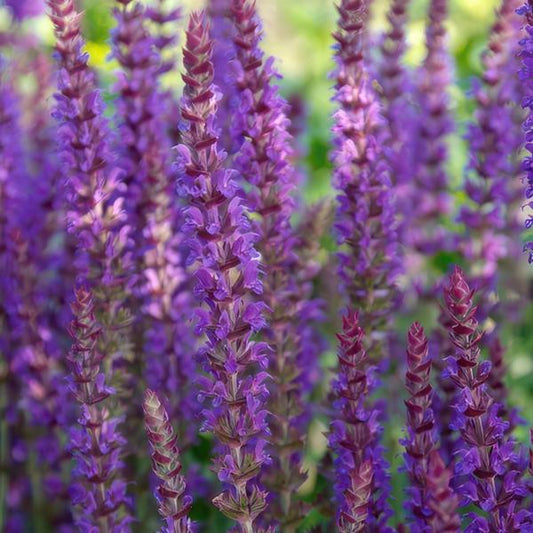 Blüten-Salbei Salvia nemorosa 'Ostfriesland' – ↕10-25cm – Ø9cm – 40 Pflanzen – Lila Blüten von Mai–Juni – Pflegeleichte Staude für Garten & Beete