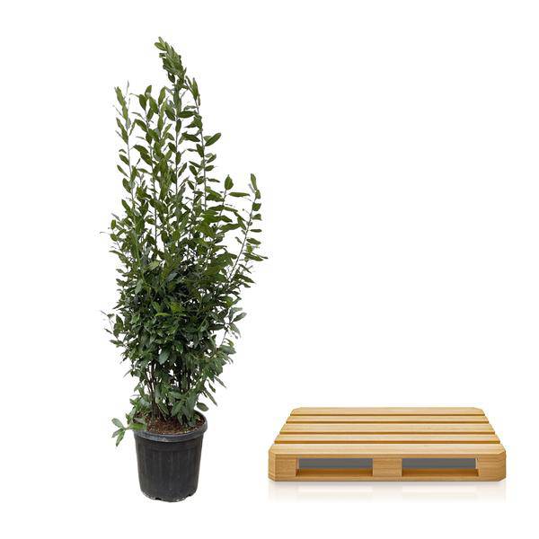 Echter Lorbeer - Laurus nobilis Strauch - 210cm - ø50cm