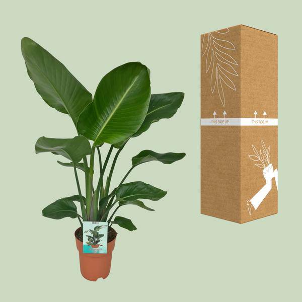 Strelitzia Nicolai – Paradiesvogelpflanze – Ø19cm x H90cm – Tropische Zimmerpflanze mit großen, grünen Blättern – Pflegeleicht – Für helle, halbschattige Standorte