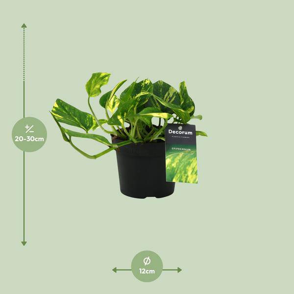 Efeutute - Scindapsus Epipremnum N'joy Gold - Zimmerpflanze - Ø12cm - ↕25cm