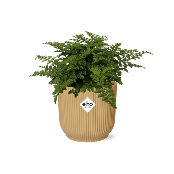 Nestfarn - Asplenium Parvati - Zimmerpflanze + Topf Vibes Fold 14cm Gelb