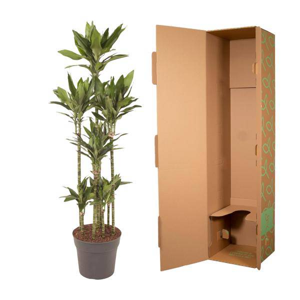 Drachenbaum - Dracaena Janet Lind Karussell - Zimmerpflanze - 170cm - ø34cm