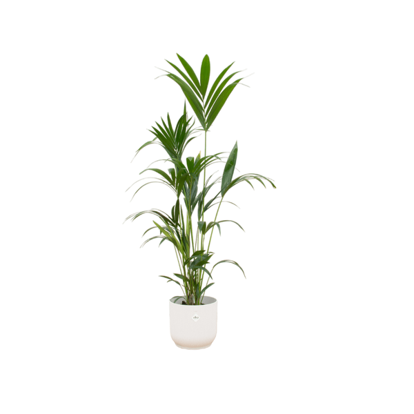 Kentia Palme – Forstersche Kentia – Zimmerpflanze ca. 160cm – ø30cm – inkl. Pflanzgefäß Vibes Fold Weiß – Tropische XL-Zimmerpalme für Wohnzimmer, Büro & Wintergarten