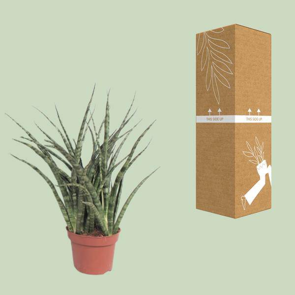 Bogenhanf - Sansevieria Fernwood Punk - Zimmerpflanze - Ø12cm - ↕35cm