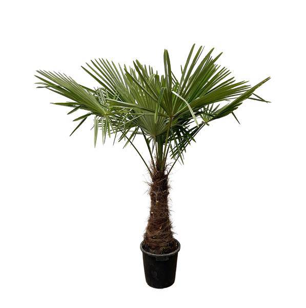 Hanfpalme – Trachycarpus 240cm – Ø45cm – XXL-Palme mit fächerförmigen Blättern – Immergrüne Kübelpflanze für Garten, Terrasse, Wintergarten & Wohnzimmer – Pflegeleicht