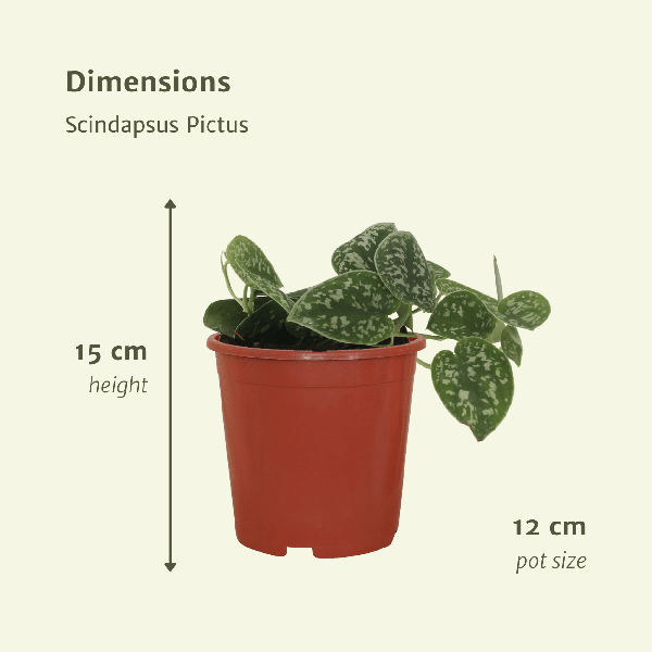 Efeutute - Scindapsus Pictus Epipremnum - 15cm - ø12cm - 2 Stück