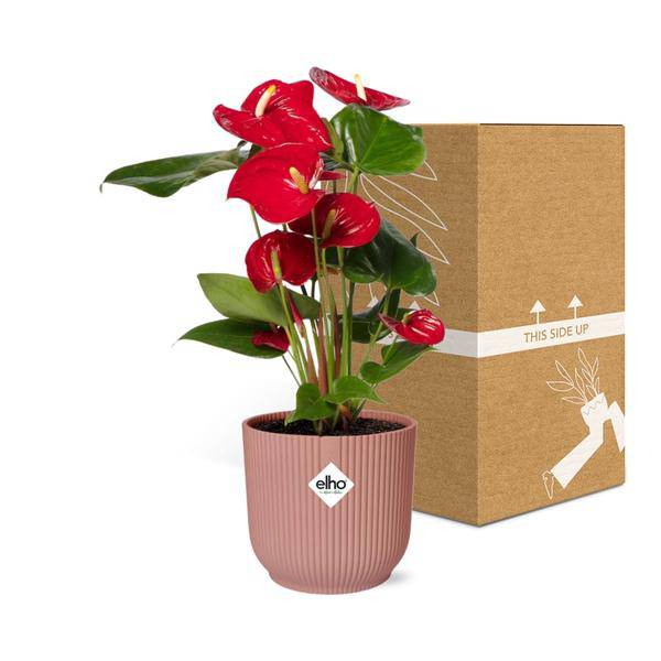 Flamingoblume Anthurium Rot – 12cm Zimmerpflanze inkl. Ziertopf Vibes Fold Rosa Ø14cm – Tropische Pflanze mit roten Blüten – Luftreinigend & pflegeleicht – Für Wohnzimmer & Büro