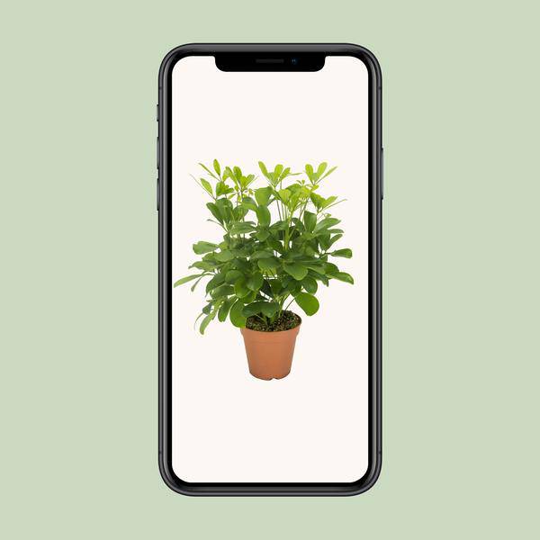 Strahlenaralie - Schefflera Nora - Zimmerpflanze - Ø13cm - ↕35cm