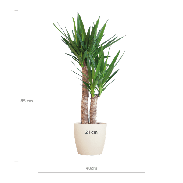 Yucca Elephantipes – Riesen-Palmlilie – Zimmerpflanze – ca. 90cm hoch – Ø21cm – In Übertopf Viber Weiß – Pflegeleicht & nachhaltig