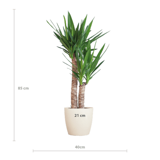 Yucca Elephantipes – Riesen-Palmlilie – Zimmerpflanze – ca. 90cm hoch – Ø21cm – In Übertopf Viber Weiß – Pflegeleicht & nachhaltig
