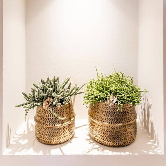 Sukkulenten 2er-Set in goldenen Rillen-Keramiktöpfen – Ø9 cm – Pflegeleichte Crassula Ovata & Crassula Hobbit – Dekorative Zimmerpflanzen für Zuhause & Büro