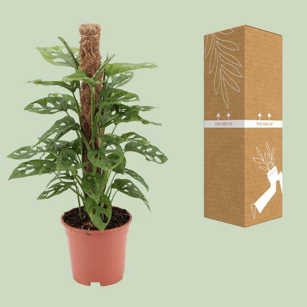 Fensterblatt - Monstera Monkey Leaf - Zimmerpflanze - Ø17cm - ↕60cm