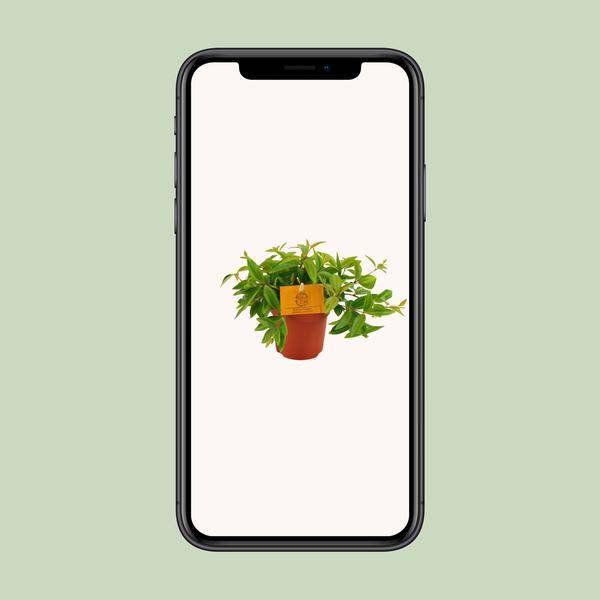 Zwergpfeffer - Peperomia Ang. Rocca Vivace - Zimmerpflanze - Ø11cm - ↕15cm