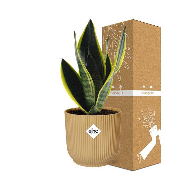 Bogenhanf - Sansevieria Futura Superba - Zimmerpflanze + Topf Vibes Falten 14cm Gelb