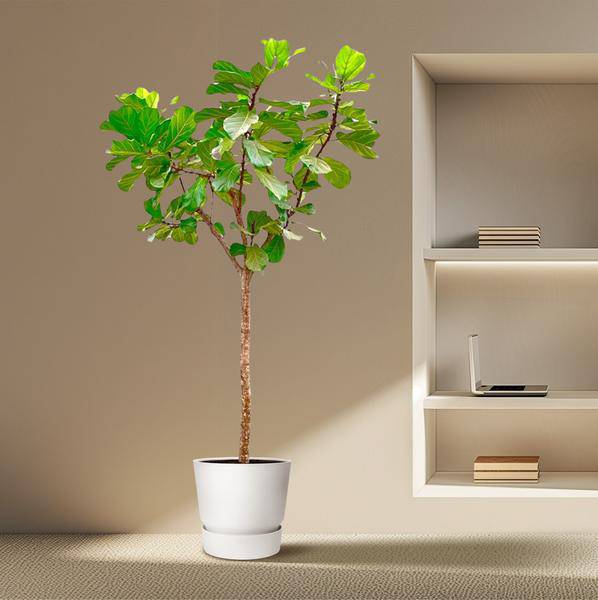 Geigen-Feige – Ficus Lyrata XXL – Zimmerpflanze 300cm – Ø55cm – Exklusive Designpflanze mit großen geigenförmigen Blättern – Tropische XXL-Kübelpflanze für Wohnzimmer, Büro & Wintergarten