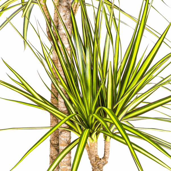Dracaena Marginata Sonnenstrahl Ø24cm - ↕130 - 150cm