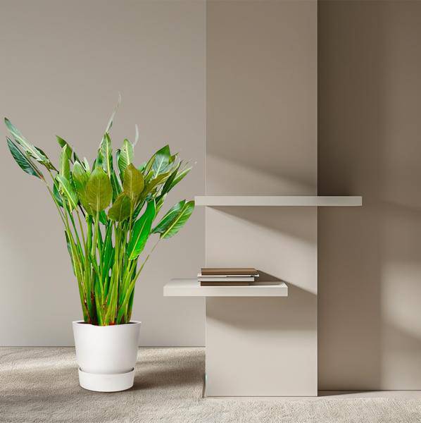 Strelitzia Reginae - Paradiesvogelblume - Zimmerpflanze - 160cm - ⌀30cm