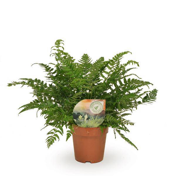 Schmaler Schildfarn - Polystichum Tsussimense / Athyrium - Zimmerpflanze - Ø12cm - ↕30cm