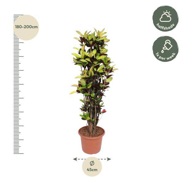 Wunderstrauch – Codiaeum Iceton Croton – Zimmerpflanze ca. 190cm Höhe – Ø45cm – dekorative Pflanze mit bunten Blättern für Wohnzimmer & Büro