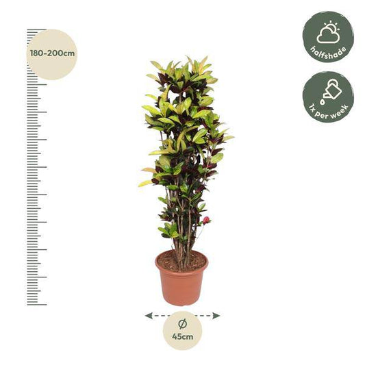 Wunderstrauch – Codiaeum Iceton Croton – Zimmerpflanze ca. 190cm Höhe – Ø45cm – dekorative Pflanze mit bunten Blättern für Wohnzimmer & Büro