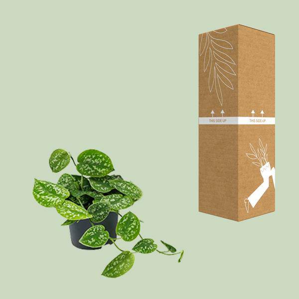 Efeutute – Scindapsus Pictus – Zimmerpflanze – Ø12cm – ca. 15–20 cm hoch – Pflegeleicht – Glänzende grüne Blätter