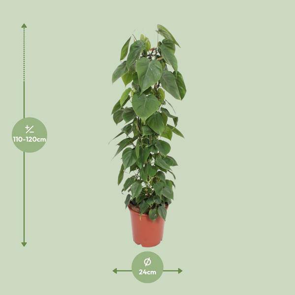 Baumfreund - Philodendron Scandens - Zimmerpflanze - Ø24cm - ↕120cm