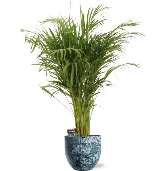 Dypsis Lutescens - Goldfruchtpalme - Zimmerpflanze - Ø21cm - ↕110cm + Sem Topf Blau Ø24x22cm