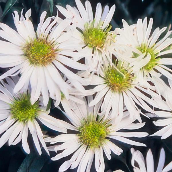 Wildaster- Aster ageratoides 'Ashvi' - ↕10-25cm - Ø9cm - 6 Stück