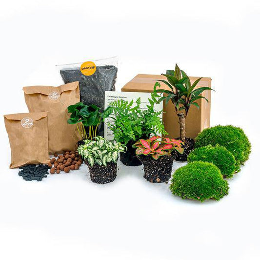 Flaschengarten-Set Dschungel 5 – DIY Pflanzenterrarium mit Coffea, Farn, Palme & Fittonia – Nachfüllpack & Starter-Kit