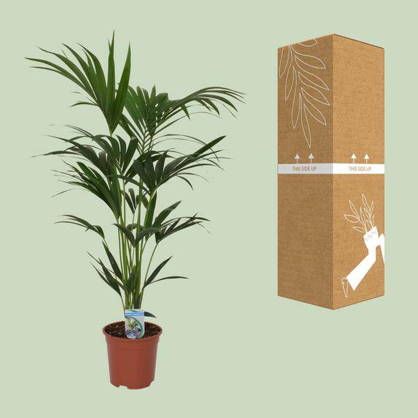 Kentia Palme Howea forsteriana – Zimmerpflanze – Ø21cm – 120cm Höhe – tropische Zimmerpalme – luftreinigend & pflegeleicht