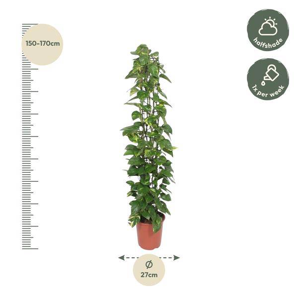 Efeutute – Epipremnum Aureum – Zimmerpflanze – 160 cm hoch – Ø27 cm Topf – Mit Rankgitter – Pflegeleicht & luftreinigend – Grün mit gelben Akzenten – Für Wohnzimmer & Büro