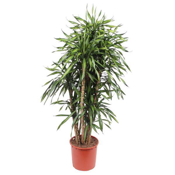 Drachenbaum - Dracaena Riki - Zimmerpflanze - 170cm - ø34cm