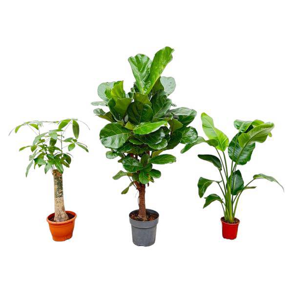 Kombi-Angebot - Strelitzia Nicolai 70 cm - Wout L 130 cm - Ficus Lyrata - 160cm - Baum-Strelitzie - Geigen-Feige