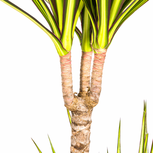 Dracaena Marginata Sonnenstrahl Ø19cm - ↕80-100cm