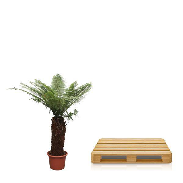 Taschenfarn - Dicksonia Antarctica - 250cm - ø50cm