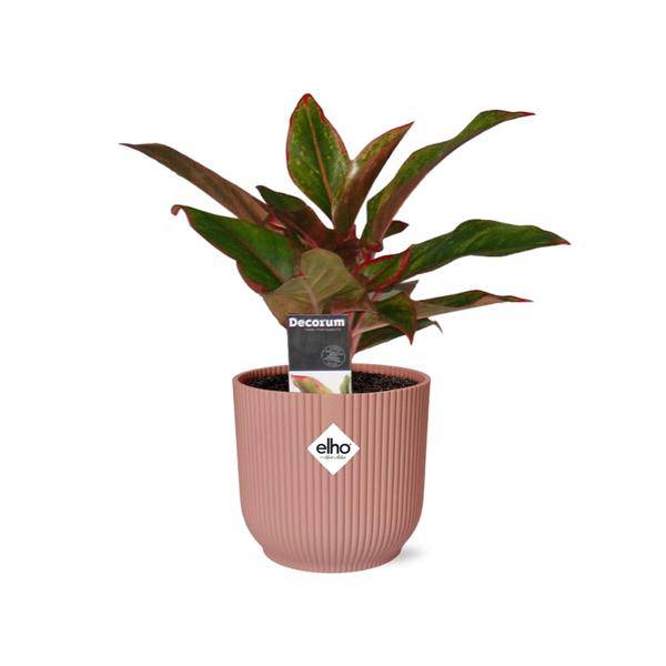 Kolbenfaden - Aglaonema Kreta - Zimmerpflanze + Topf Vibes Fold 14cm Rosa