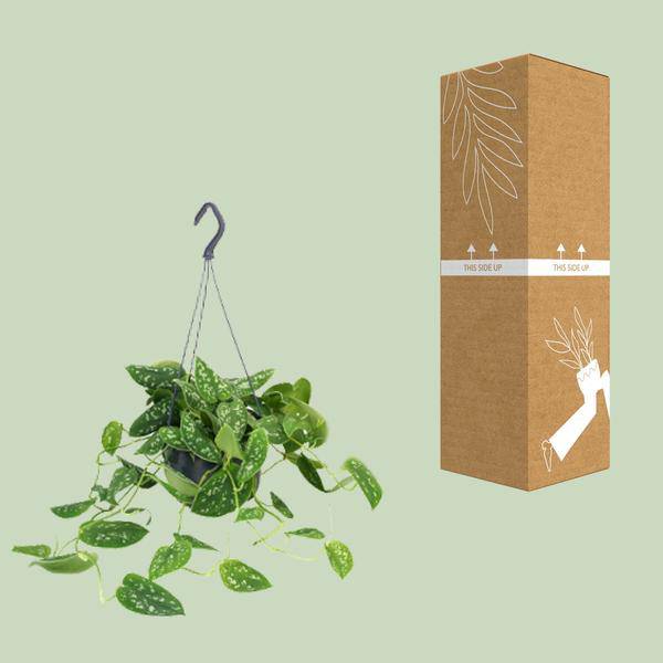 Gefleckte Efeutute – Scindapsus Pictus – Zimmerpflanze – Ø15 cm – 25 cm hoch – silbrige, gesprenkelte Blätter – pflegeleicht – indirektes Licht – Indoor-Pflanze