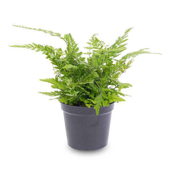 Farn - Athyrium spicatum - Terrarienpflanze - Topfgröße 6