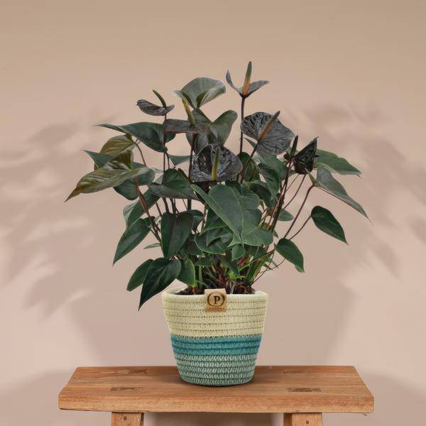 Flamingoblume - Anthurium andreanum Black Love - Zimmerpflanze + Korb Pure - 45cm - Ø12cm