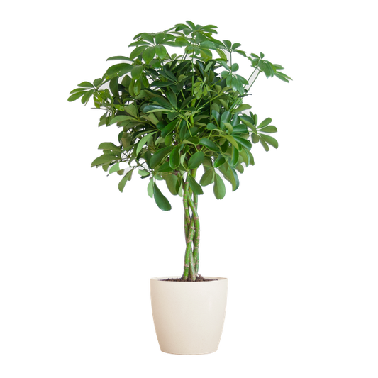 Schefflera Arboricola Nora – Birkenfeige – Zimmerpflanze + Topf Viber Weiß – ↕70cm – Ø21cm – Handförmige Blätter – Pflegeleicht & dekorativ