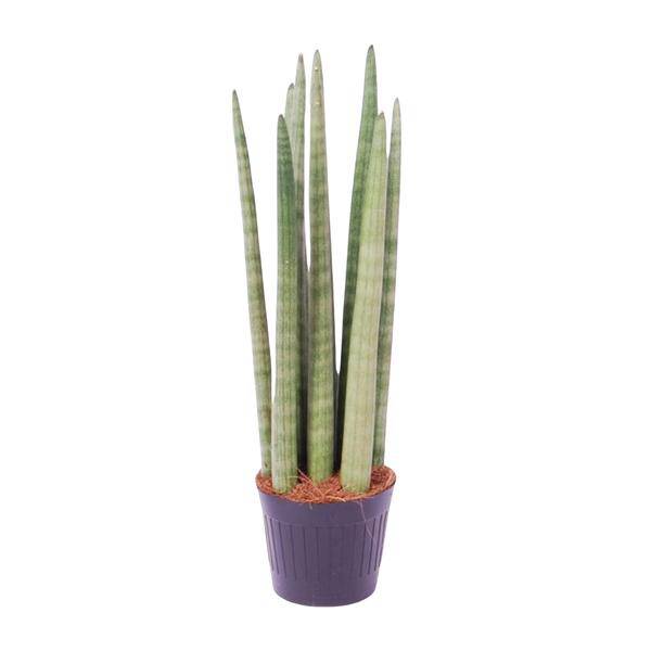 Sansevieria cylindrica Spaghetti – Bogenhanf Zimmerpflanze ↕40cm – Ø10,5cm – Pflegeleichte Grünpflanze mit schwertförmigen Blättern – Luftreinigende Pflanze für Wohnzimmer & Büro